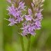 Common Spotted Orchid 100607